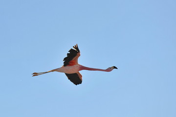 Obraz premium Pink flamingo in the Chilean Atacama Desert.