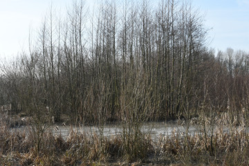 elzenbosje achter een bevroren vennetje in natuurgebied De Witte Brink in de Achterhoek 