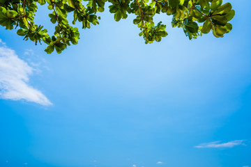 Fototapeta premium Blue sky and leaf background