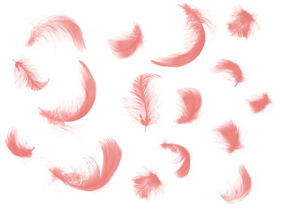 Naklejka premium Beautiful coral pink feathers floating in air isolated on white background