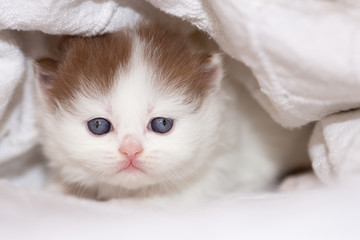 BLH Britisch Langhaar Kater in cinnamon white Harlekin - blaue Augen