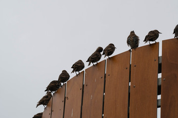 Fledgeling Starlings on rooftop