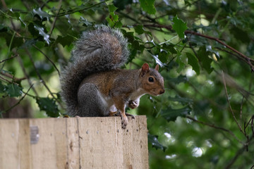 Naklejka na ściany i meble Common Grey Squirrel on a fence