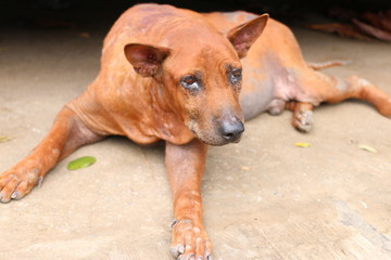 Old dog