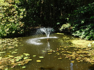 garden pond