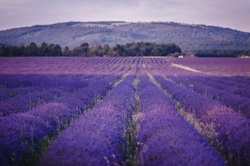 Fototapeta na wymiar Lavender field flower purple summer sunset landscape. Provence, France