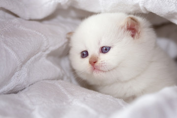 Fototapeta na wymiar BKH Britisch Kurzhaar Kitten in cinnamon point white - sehr seltene Farbe
