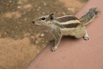Neugieriges Eichhörnchen in Delhi, Indien