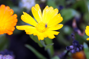 yellow calendula flower and flay