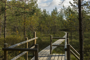 Walking trail in a swamp of Kemeri National Park
