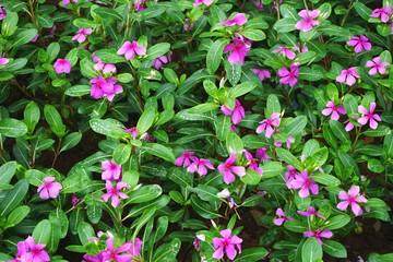 Close-up of floral garden flower bed horizontal background