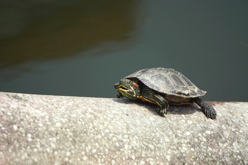 Obraz premium Freshwater turtle climbing along a stone railing