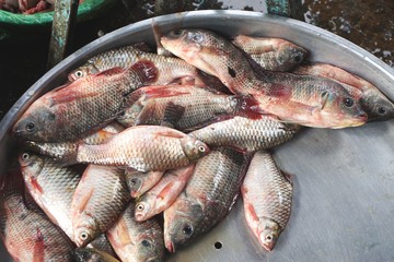Fresh fish for sale at a market in Southeast Asia