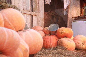 pumpkins on market