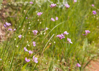 Fototapeta premium Ixia - Corn lilies growing wild in the field. Small pink flowers that looks like a star growing on a thin stem.