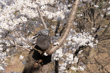 鳩と桜