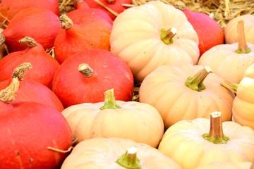 Speisekürbisse, Herbstzeit, Erntezeit