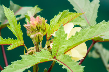 Buds of Ladyfinger plant with flower