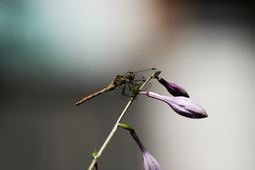 dragonfly on a leaf