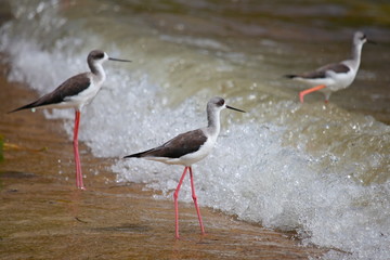 Lake Victoria Shore Birds