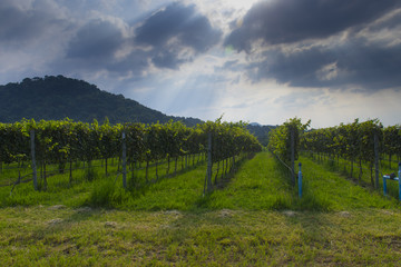Fototapeta na wymiar Baby vineyard grape agrculture at yard with landscape view.