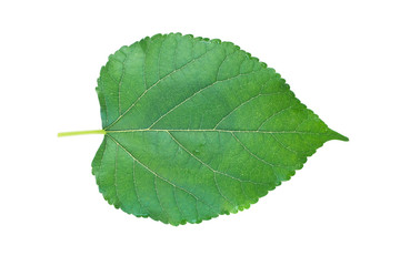 Green leaves isolated white background