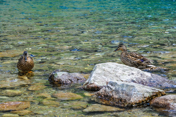 ducks in the water