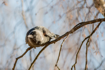Jackdaw sitting on the branch and watching you
