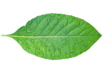 Fototapeta na wymiar Green leaves isolated white background