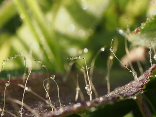 Macro plant background with fabulous plants with dew