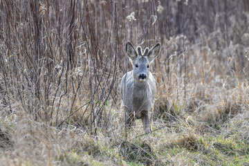 deer in the field