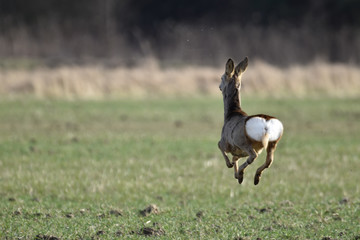 A deer on the run