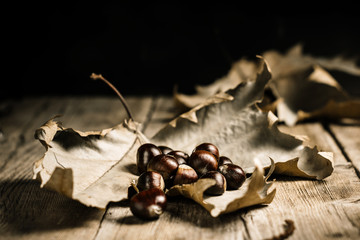 chestnut, autumn, nature