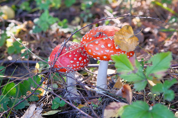 Amanita Muscaria. Red poisonous Fly Agaric mushrooms in forest among dry leaves. Psychoactive and medicinal two wild mushrooms.
