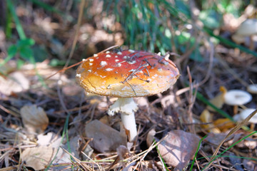Amanita Muscaria. Red poisonous Fly Agaric mushroom in forest. Psychoactive and medicinal red wild mushrooms.