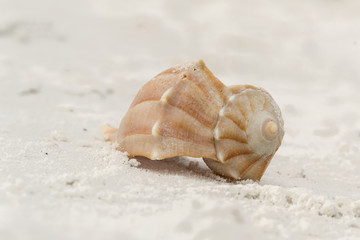 A shell on the beach