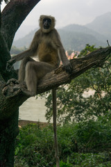 Hanuman Langur Affe in einem Baum vor dem Ganges Fluß