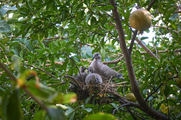 Streptopelia decaocto feeding chicks