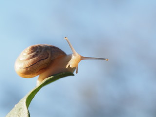 cute snail on blue sky background