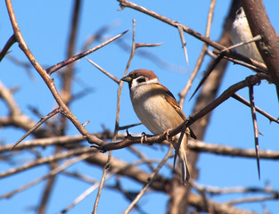 sparrow on prickly branches close up