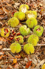 Sweet Chestnuts 3