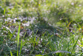 grass with dew