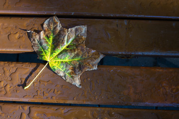 autumn leaf on wood background (top view) orange leaf on old grunge wood deck, copy place for inscription, tablet for text
