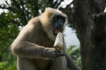 Hanuman Langur Affe stiehlt Eis in Rishikesh, Indien