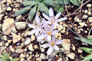 Il colchico d'autunno.