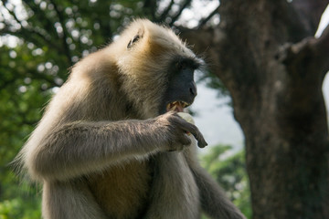 Hanuman Langur Affe stiehlt Eis in Rishikesh, Indien