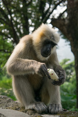 Hanuman Langur Affe stiehlt Eis in Rishikesh, Indien