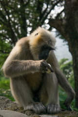 Hanuman Langur Affe stiehlt Eis in Rishikesh, Indien
