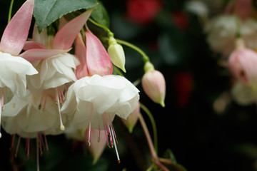 White Fuchsia flower soft focus closeup