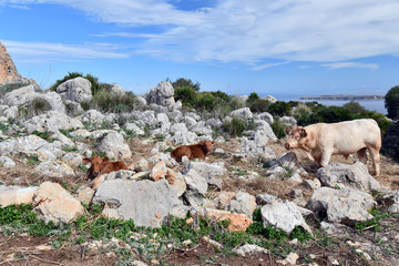 Le mucche pascolano tranquille sui pascoli sopra il mare